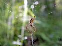 Araneus_cyphoxis_D5991_Z_87_Warren National Park_Australie